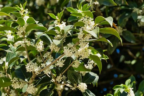 Osmanthus Fragrans - Fragrant Tea Olive