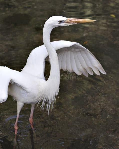 White Heron Bird Stock Photo. White Heron Bird Close-up Profile View ...