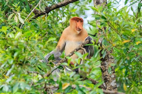 Fascinating Animals That Live In Mangrove Forests - WorldAtlas