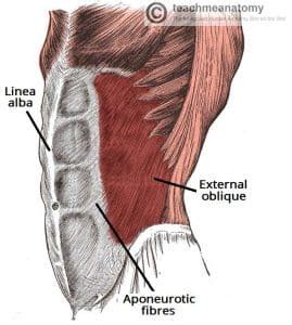 External Oblique - Attachments - Actions - TeachMeAnatomy