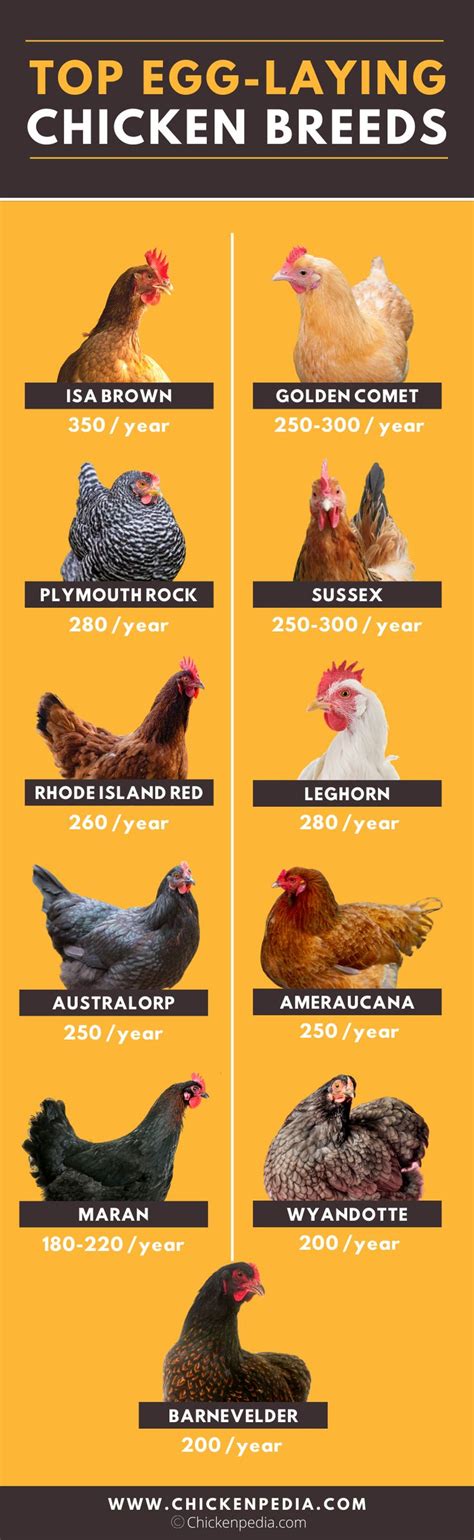 Top Egg-Laying Chicken Breeds | Chicken breeds, Backyard chicken ...