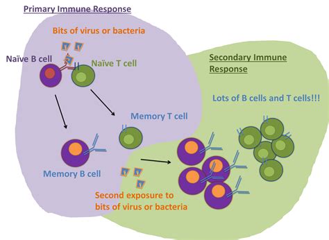 Humoral Immunity