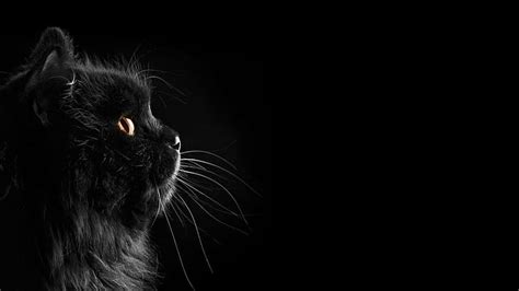 Cat 1080P, 2K, 4K, 5K HD wallpapers free download | Wallpaper Flare