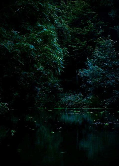 Dark Green Forest Aesthetic Wallpaper