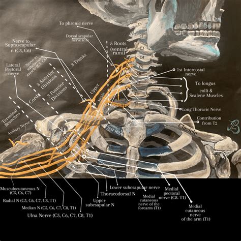 Brachial Plexus Anatomy