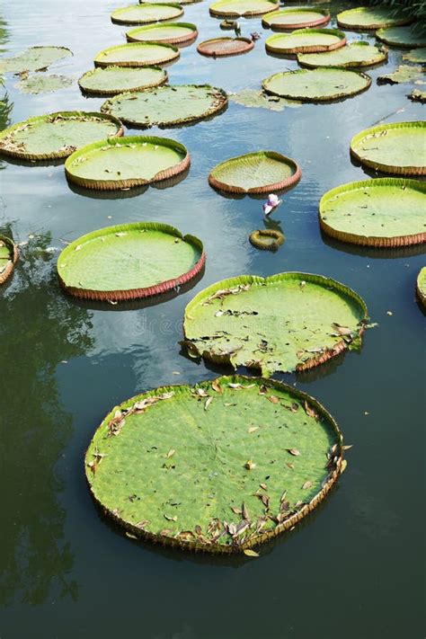 Victoria waterlily stock photo. Image of nymphaeaceae - 35167156