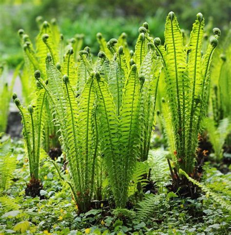 How To Grow Edible Ferns | Home and Garden Reference