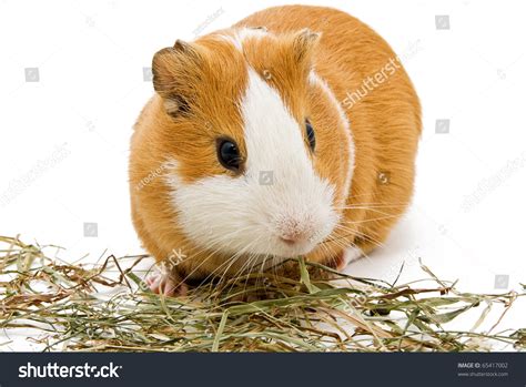 Guinea Pig Eating Hay On The White Background Stock Photo 65417002 ...