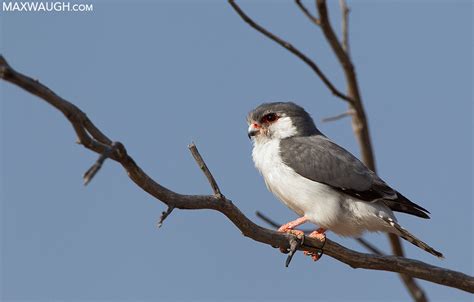 Little Tough Guys: The World’s Small Raptors | Max Waugh