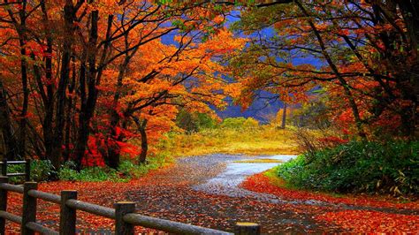 Autumn Forest Aesthetic Desktop Wallpapers - Wallpaper Cave