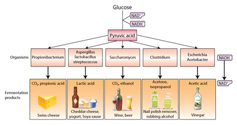 Microbes in Human Welfare - Important Notes for NEET Biology