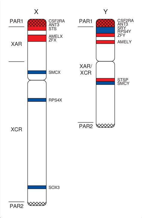 The location of selected genes on the human X and Y chromosomes. The ...