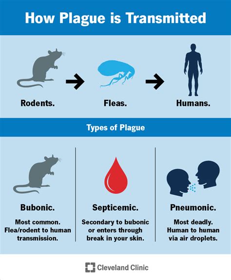 Can a dead body spread the plague?