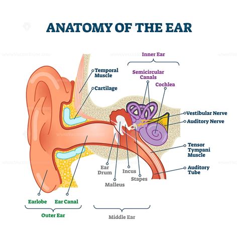 Ear Anatomy Model Labeled Anatomy Drawing Diagram | The Best Porn Website