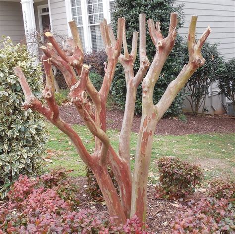 Crepe Pruning or Crepe Murder? - Urban Forest Dweller