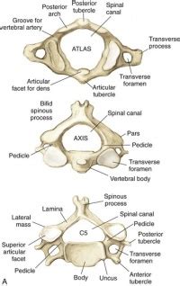 Structure and Function of the Cervical Spine - Physiopedia