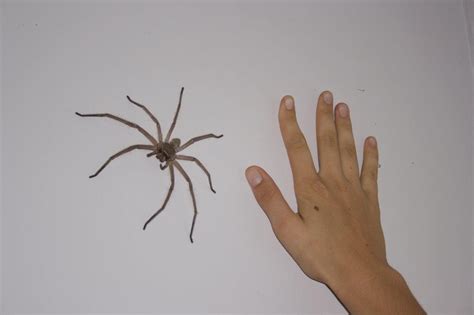 Giant huntsman spider : r/oddlyterrifying