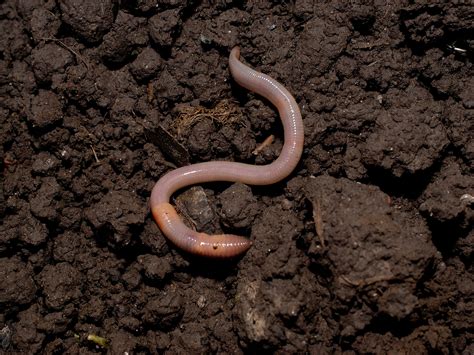 Worms Soil Cycle