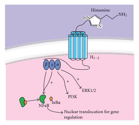 Histamine receptors on ECs. Two histamine receptors (H1 and H2) are ...