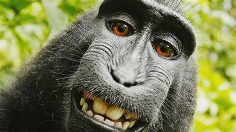 Smiling Monkey Wallpapers - Wallpaper Cave