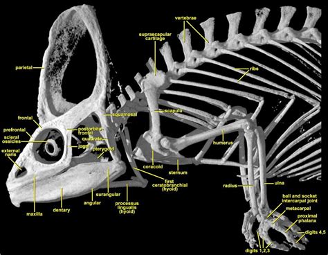 Veiled Chameleon - Chamaeleo calyptratus diagram | Veiled chameleon ...