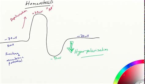 Difference Between Depolarization And Hyperpolarization