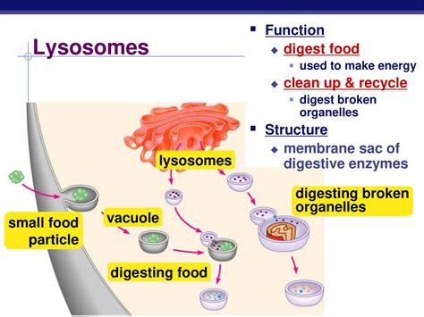 Cells & Cell Organelles - ppt download