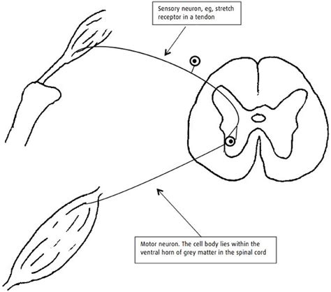 Simple reflex arc. The reflex arc provides the basis for neurological ...