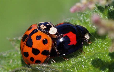 England’s killer ladybird a warning for Australia - Invasive Species ...