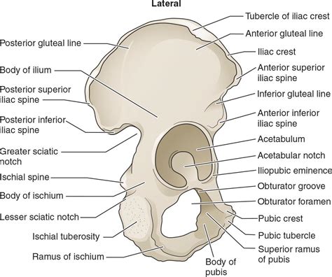 Pelvis Anatomy Anatomy Bones Hip Anatomy | Images and Photos finder