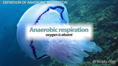 Anaerobic Respiration: Definition, Equation & Examples - Video & Lesson ...