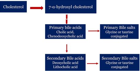 MCQs on Bile Acid Metabolism: Biochemistry