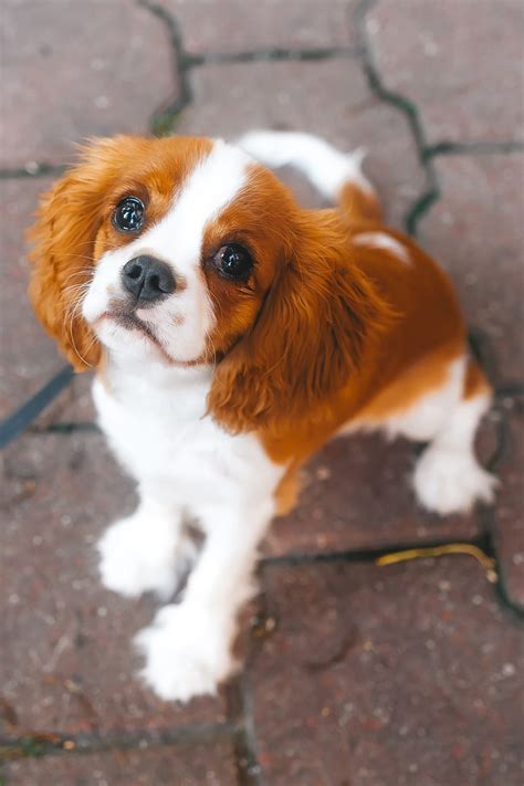 Cavalier King Charles Spaniel Puppies (19 cute pups) - Talk to Dogs