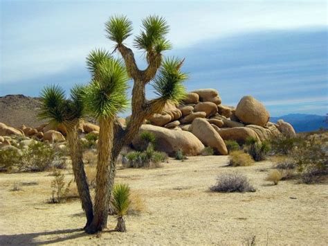 Indian Desert Plants With Names