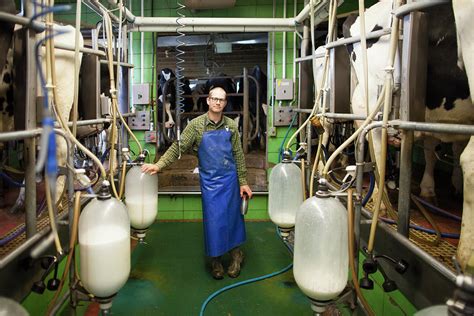 Portrait Of Dairy Farmer Milking Cows Photograph by Christopher Kimmel ...