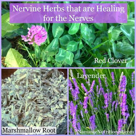 #Nervine herbs that are healing for the nerves.