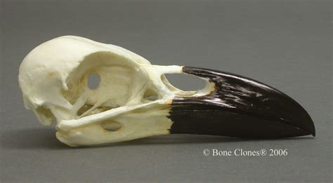 Bone Clones® Raven Skull