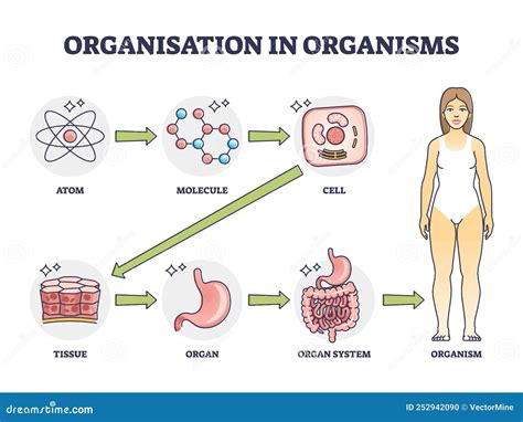 Organisation In Organisms With Hierarchical Level Structure Outline ...