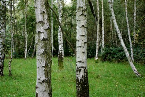 Free stock photo of birch tree, forest, green