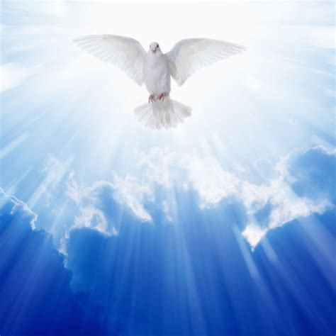 What Happened to the Dove? | Catholic Answers Magazine