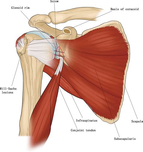 Shoulder Anatomy Diagram Conjoined Tendon Shoulder Anatomy Rotator ...