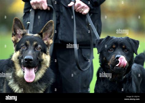 Are Rottweilers Police Dogs