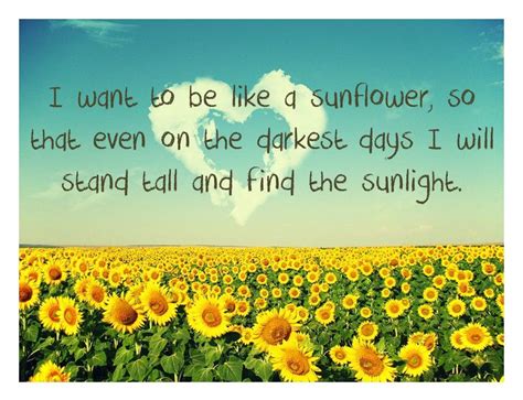 Inspirational Quotes With Sunflowers - orderpic