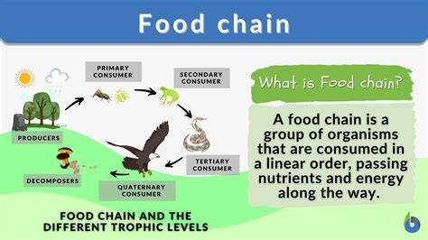 Food Chain Definition Types And Examples – Newerarealty