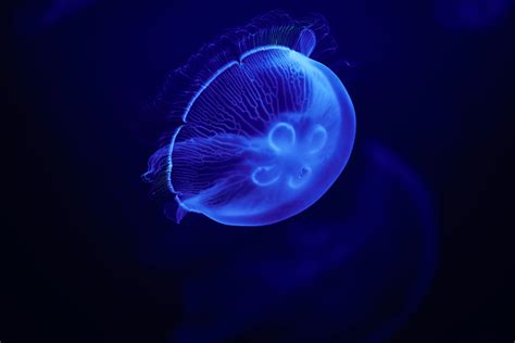 1366x768 Jellyfish Blue 5k Laptop HD ,HD 4k Wallpapers,Images ...