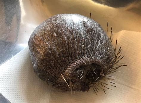 How Do You Help a Hedgehog Regrow Spines?