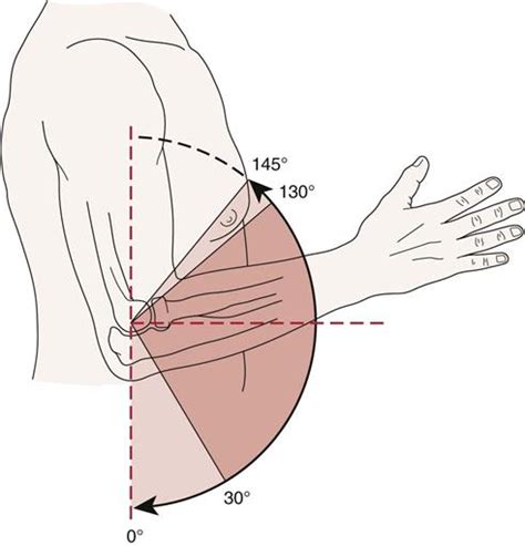 Elbow | Musculoskeletal Key