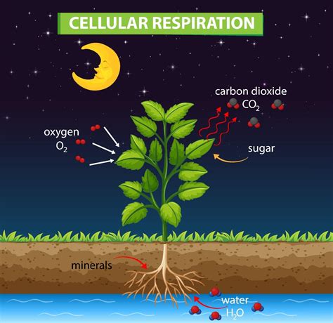 Simple diagrams of cellular respiration - prizeBos