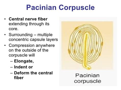 Pacinian Corpuscle Diagram