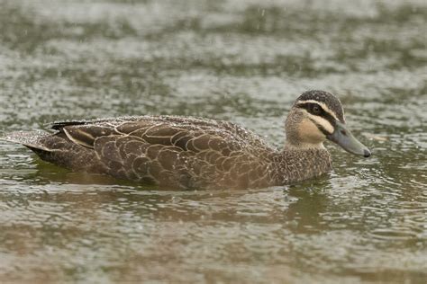 Pacific Black Duck 24738617 Stock Photo at Vecteezy